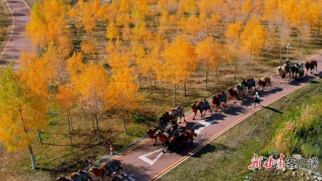 张掖甘州区:悠悠驼铃话丝路