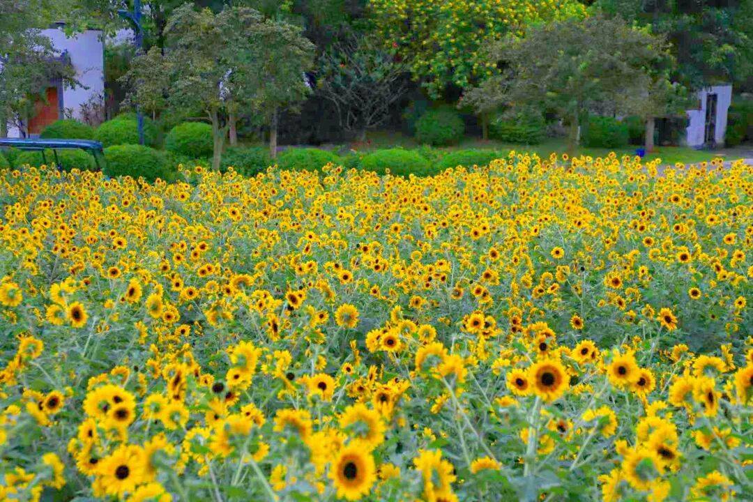 今日霜降 | 秋深霜覆叶，一树繁花开