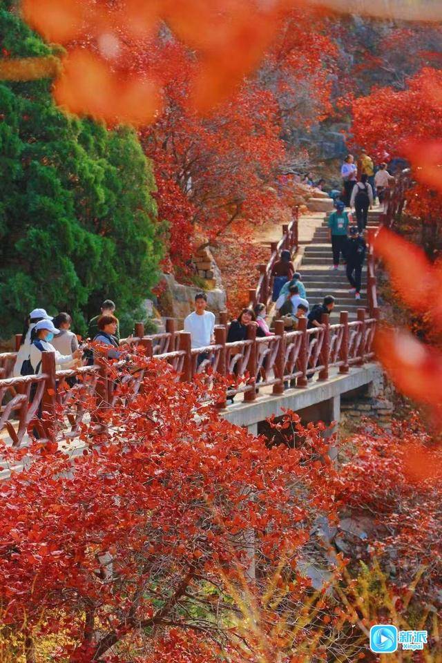 霜降时节，来潍坊临朐石门坊赴一场红叶之约！